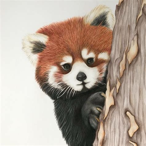 Red Panda finished prints will be available for purchase shortly # ...