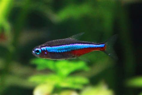 Best Fish for 15 Gallon Tall Tank Updated - Weir Nonsts