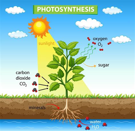 Photosynthesis Home