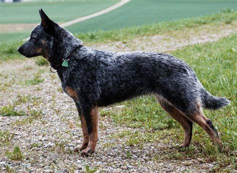 Texas Heeler - Australian Cattle Dog Shepherd Mix - Animal Corner