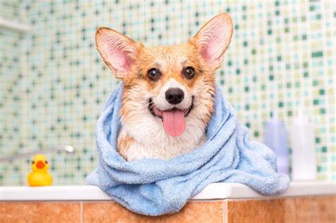 7 DIY Dog Grooming Tips You Need To Know (And Why)