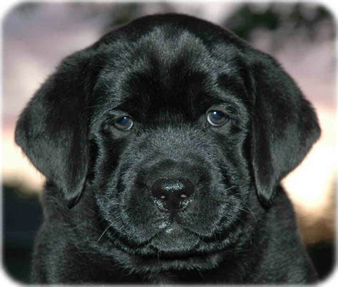 Sweet baby Lab Puppy, Black Lab Puppies, Lab Dogs, Cute Dogs And ...