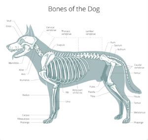 Where Does A Dogs Spinal Cord End