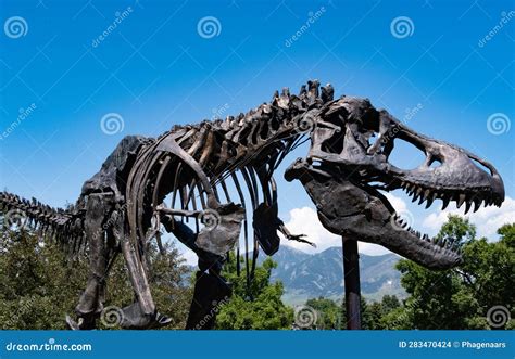 Tyrannosaurus Rex at the Museum of the Rockies in Bozeman, Montana, USA ...