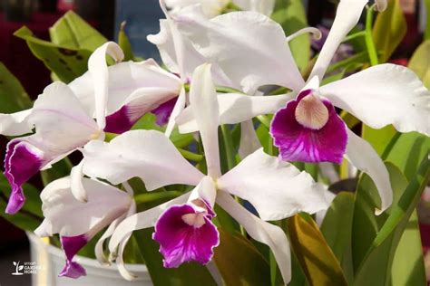 Hydroponic Orchids Growing Them in Water - Smart Garden and Home