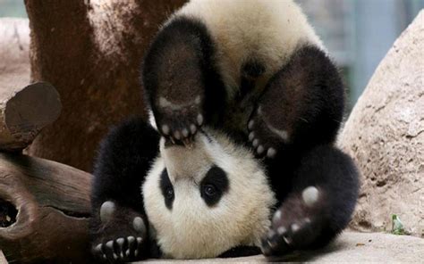 Cute Panda Wallpapers - WallpaperSafari