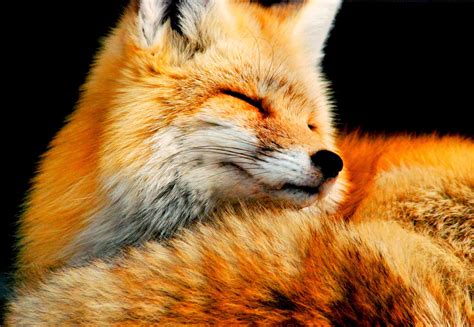 Natureza: Raposa vermelha ( Fox )