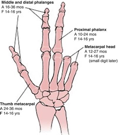 Distal Phalanx Thumb