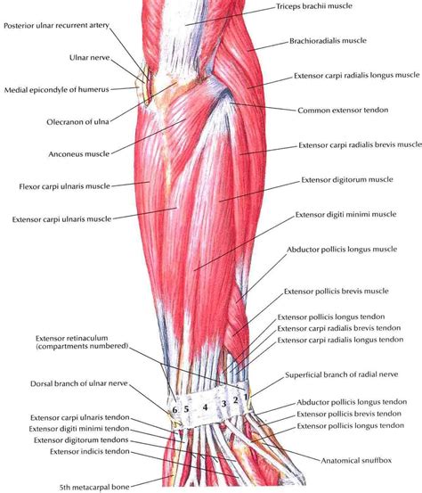 Diagram Of The Muscles In The Forearm - qwlearn