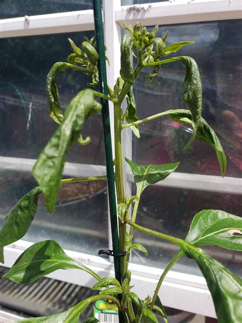 What's wrong with my Serrano Pepper plant? #gardening #garden #DIY # ...