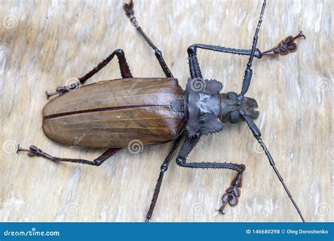 Giant Fijian Longhorn Beetle from Island Koh Phangan, Thailand. Closeup ...