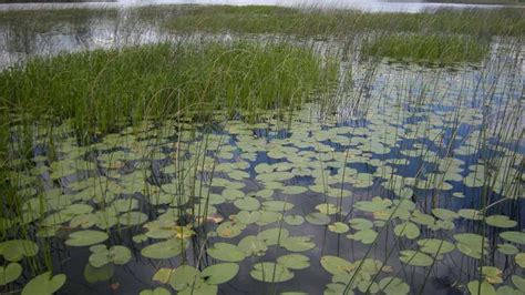 Freshwater Marshes | Lake and Wetland Ecosystems