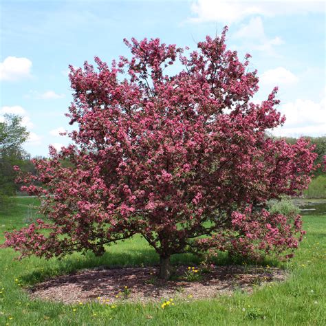 Trees To Plant In Your Yard | Southeastern Growers, Inc.