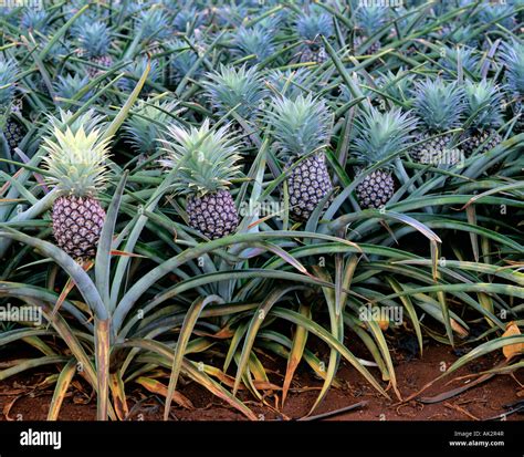 Pineapple plantation Stock Photo - Alamy