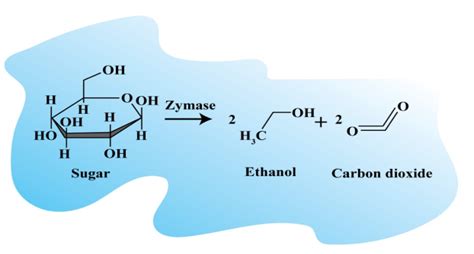 First discovered enzyme was A. IsomeraseB. TransaminaseC. ZymaseD ...