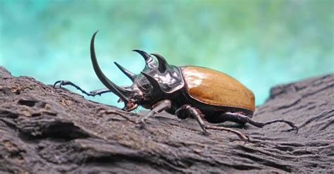 Horned Beetle - A-Z Animals