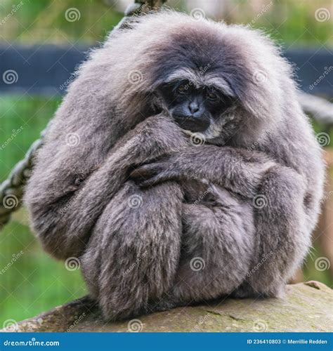 Silvery Gibbon Mother and Baby Tucked Up in Front Stock Image - Image ...