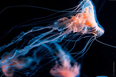 Neon Jellyfish Wallpapers - Top Free Neon Jellyfish Backgrounds ...