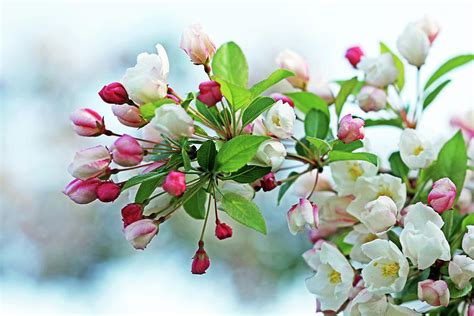 White Flowering Crabapple Photograph by Debbie Oppermann