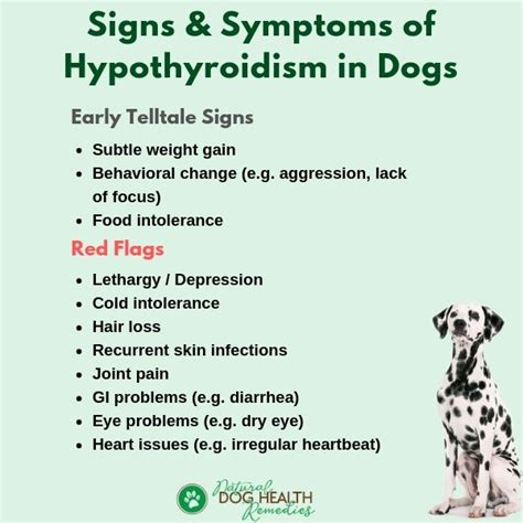 hypothyroidism in dogs symptoms pictures – thyroid problems in dogs ...