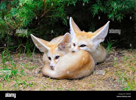 Fennec foxes (Vulpes zerda), two young animals, captive, occurrence ...