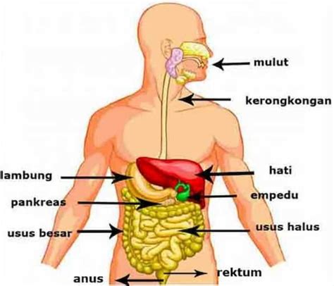 Memahami Urutan Sistem Pencernaan Manusia dan Fungsinya