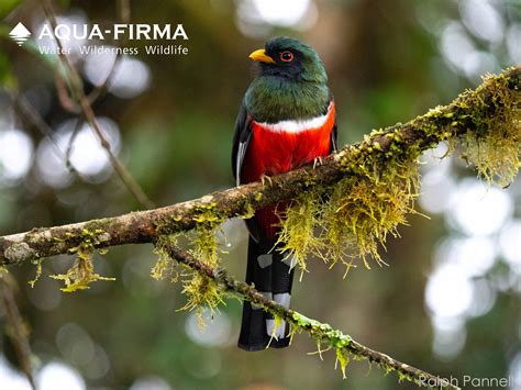 Mindo Ecuador Cloud Forest & Cock of the Rock Birdwatching Nature ...