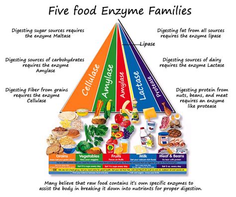 Digestion and Enzymes - Ms. Noller's Classroom.... Engage Minds,Teach ...