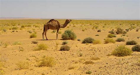 Sahara Desert - The largest hot desert in the world. | DesertUSA