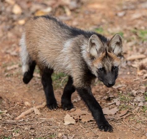 4 maned wolf pups now have names. What did the Greensboro Science ...