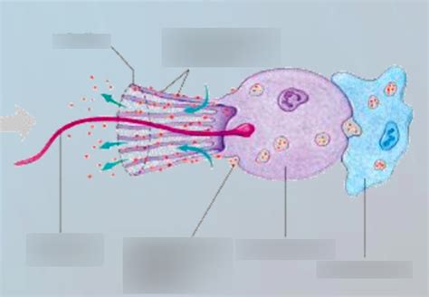 choanocyte Diagram | Quizlet