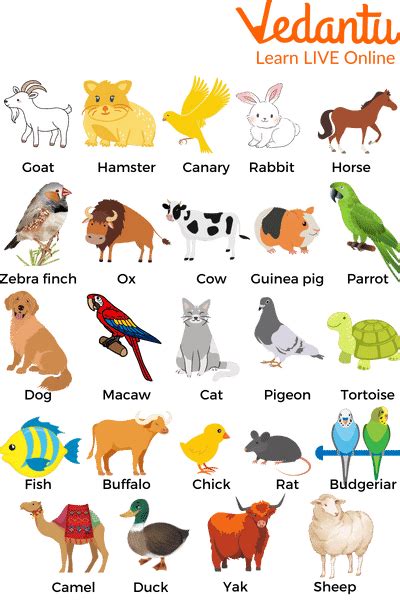 Pet Animals Names: A Fun and Educational List for Kids