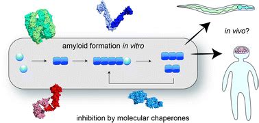 Molecular mechanisms of amyloid formation in living systems - Chemical ...