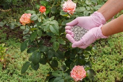 What Is The Best Fertilizer For Hydrangea Bushes at William Farris blog