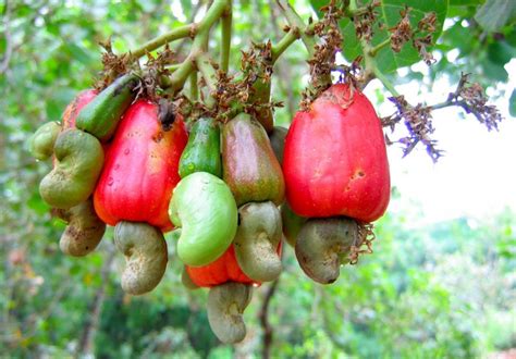 Cashew Nut Shell Liquid (CNSL) – Properties And Manufacture - Kumar ...