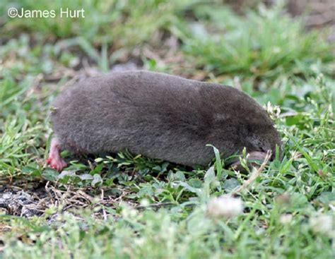 Eastern Mole | Tennessee Wildlife Resources Agency