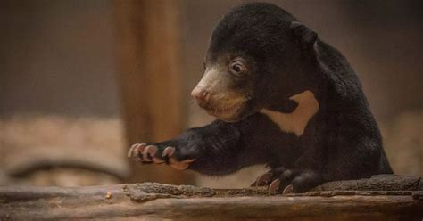 See first sun bear cub ever born in UK emerge from its den at Chester ...