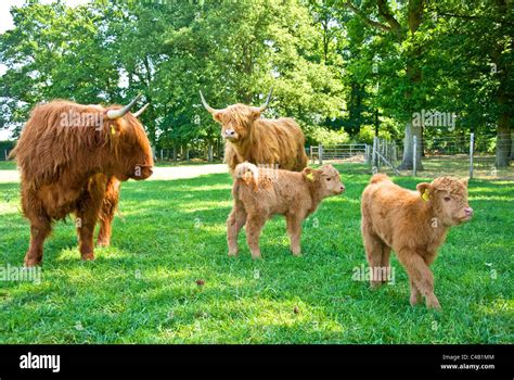 Highland cattle with calves Stock Photo - Alamy