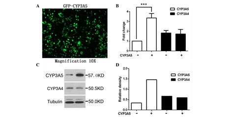 Overexpression of CYP3A5 attenuates inducibility and activity of CYP3A4 ...