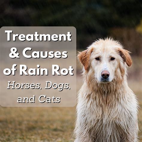 Treatment and Causes of Rain Rot in Horses, Dogs, and Cats - PetHelpful