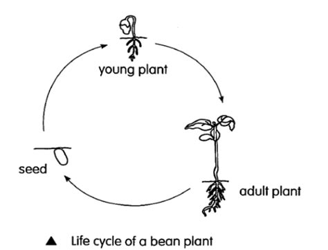 Primary 3 Science for October - Life Cycles in Plants