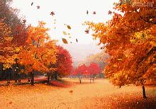 Autumn Leaves Falling GIF - Autumn Leaves Falling - Discover & Share GIFs