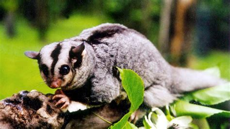 Rare north Queensland mahogany glider gets threatened species funding ...