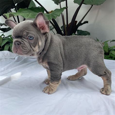 Frenchie puppies for sale/Frenchie puppies for sale near me