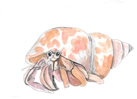 Hermit Crab hand drawn watercolor illustration by RobertaTomei on Etsy ...