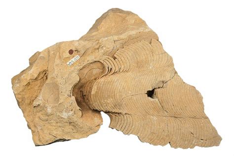 6.1" Ordovician Cephalopod (Gonioceras) Fossil - Wisconsin (#203658 ...