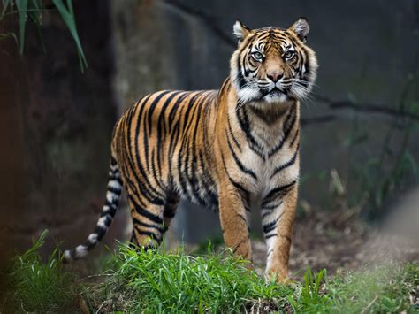 animal wallpaper uk,tigre,animal terrestre,fauna silvestre,tigre de ...