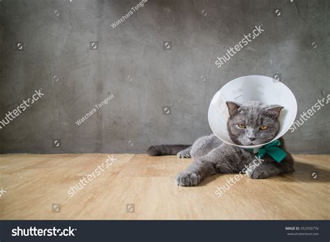 213 Funnel collar cat Images, Stock Photos & Vectors | Shutterstock