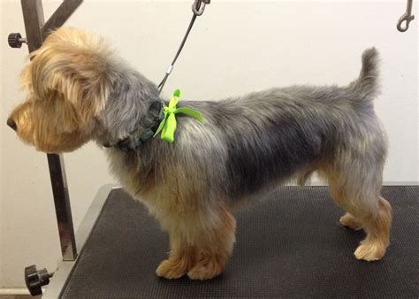 Australian Terrier puppy cut | Australian terrier puppies, Australian ...