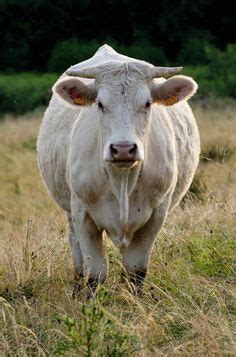 67 Charolais cattle ideas | cattle, livestock, cow